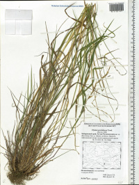 �������� ��������