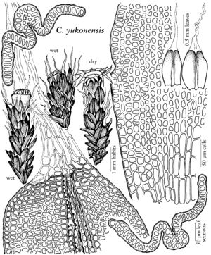 ���������� ��������