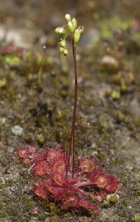 ������� �������������