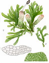 ��������� ���������