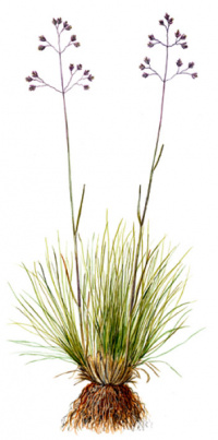 �������� ������������