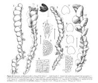 ����������� ������������������