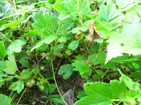 ��������� �������