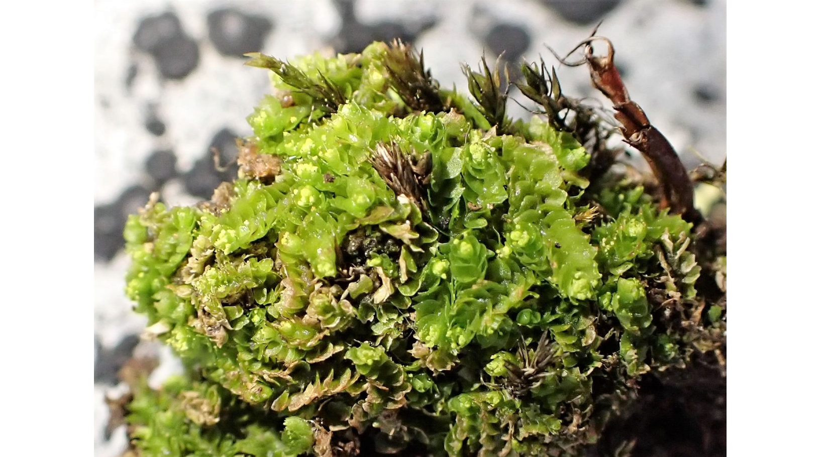 ������� �������