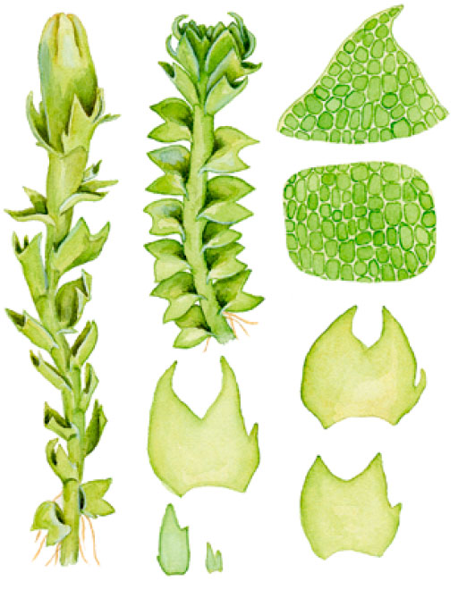 ������������ ����������