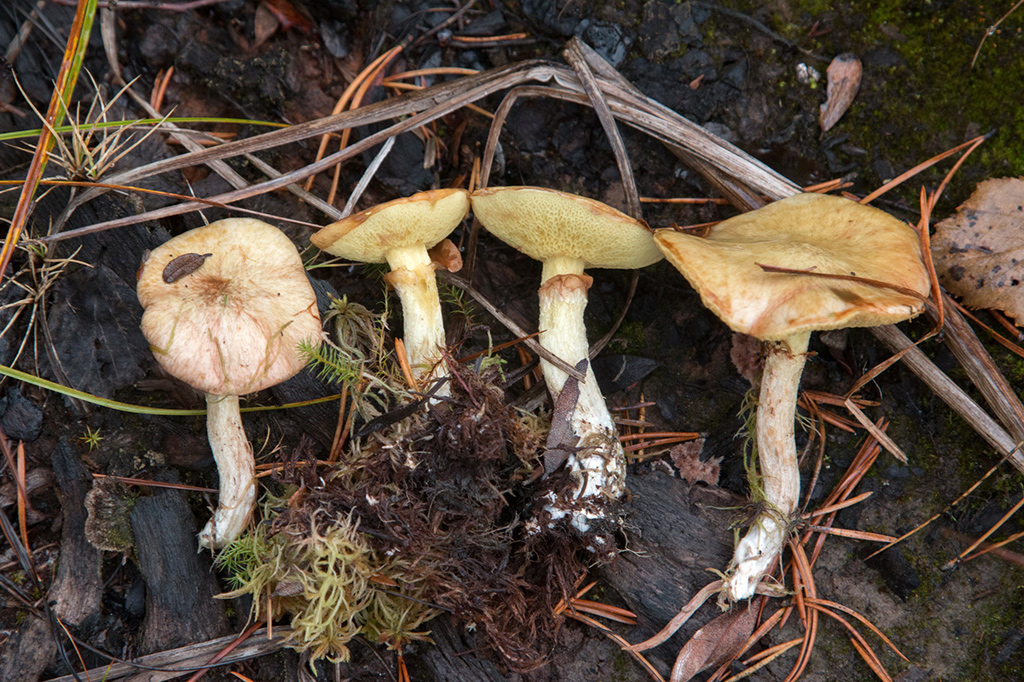 �������� ����������, �. ��������