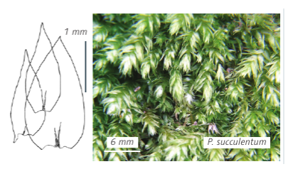 ����������� ������������