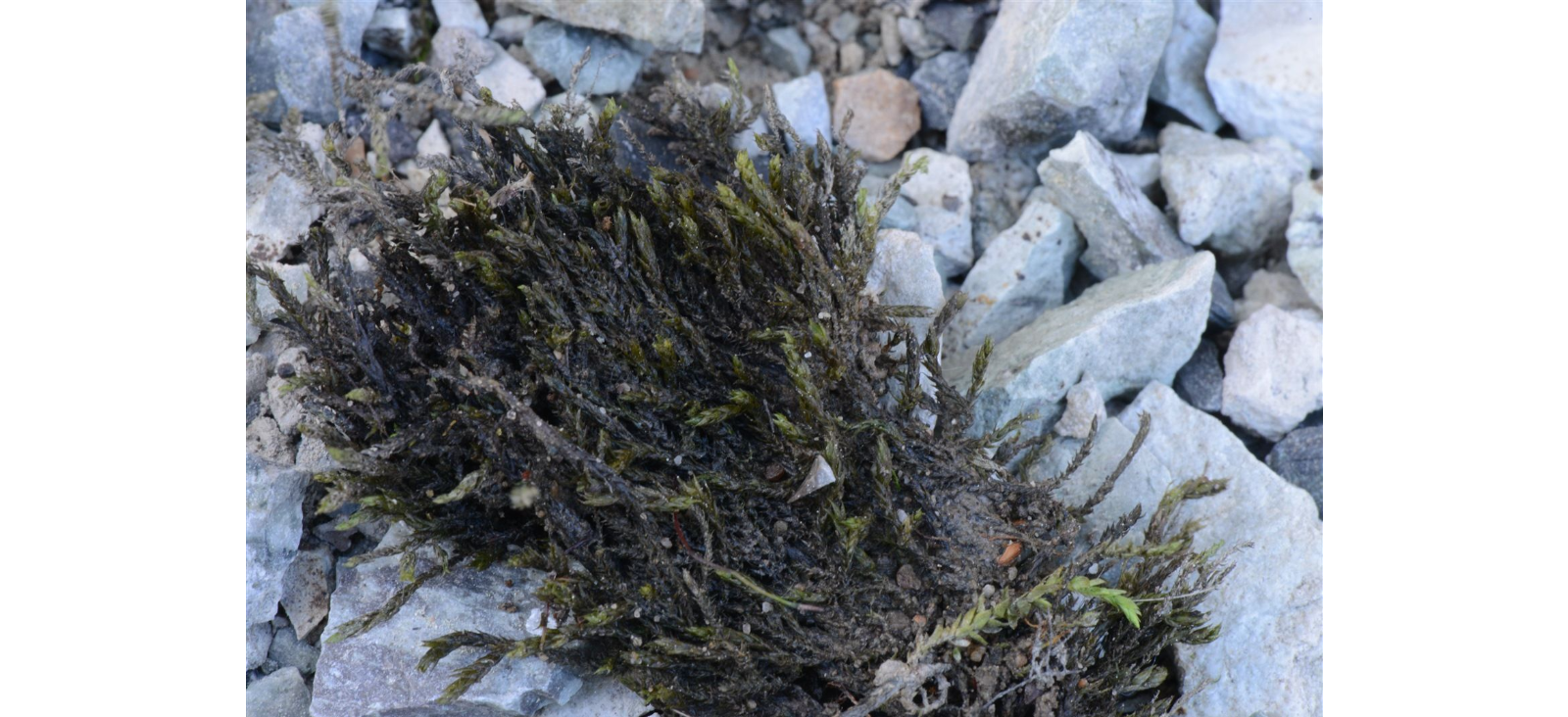 ���������� ��������������