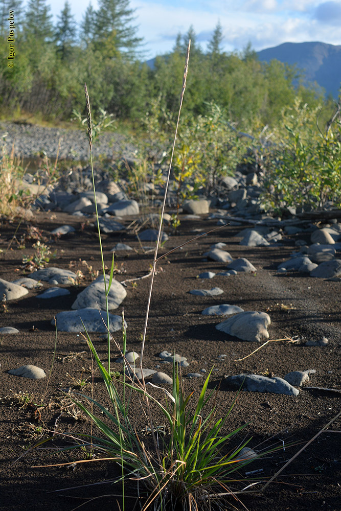 �������� �������������