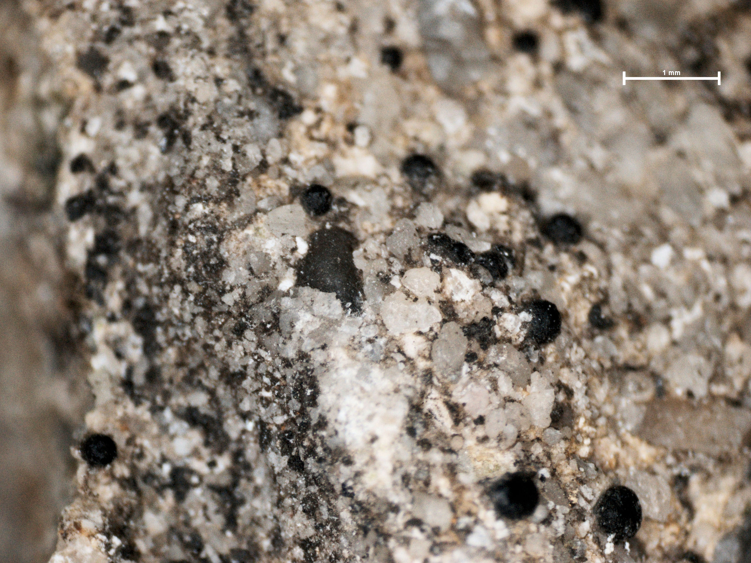 Acrocordia subglobosa