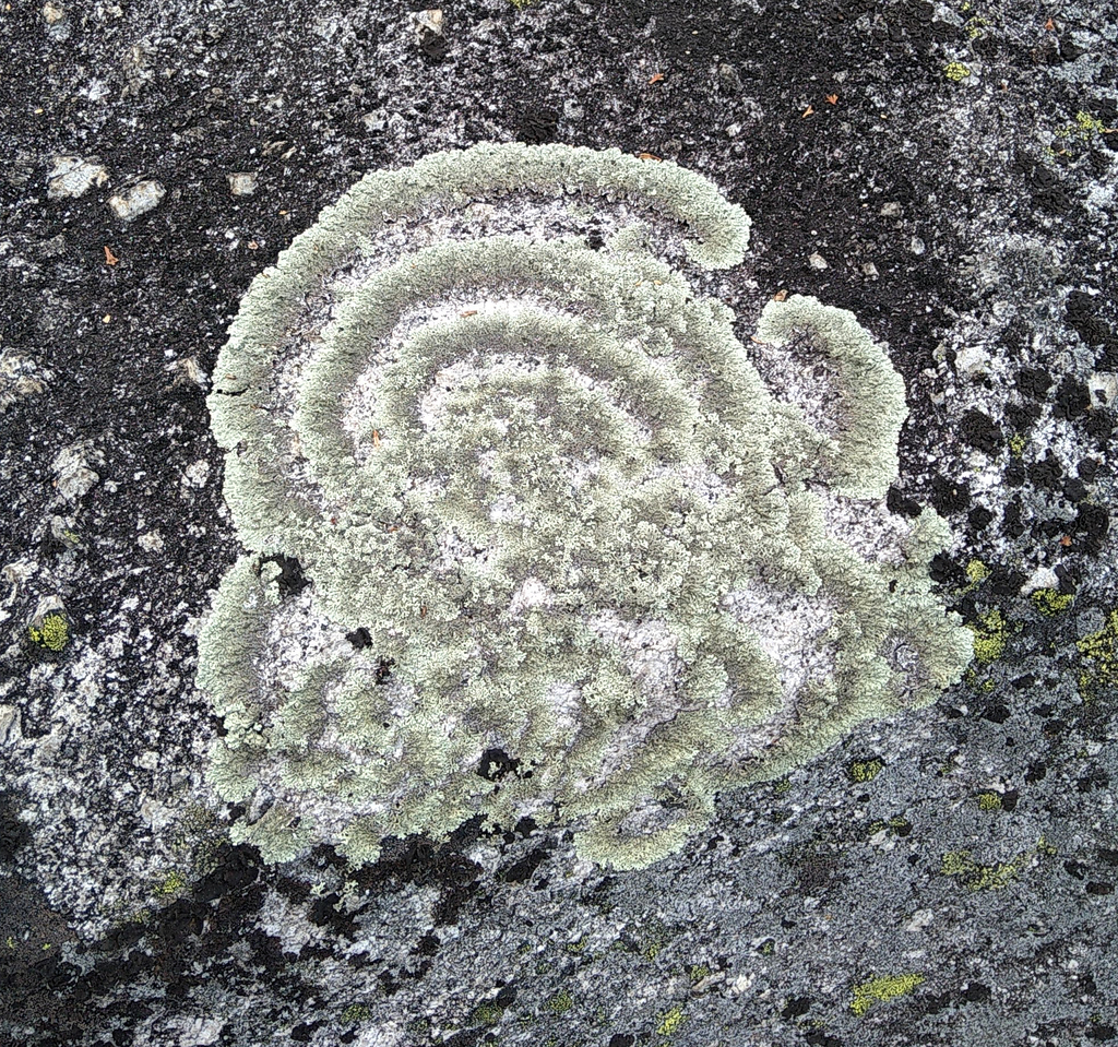 Arctoparmelia centrifuga 