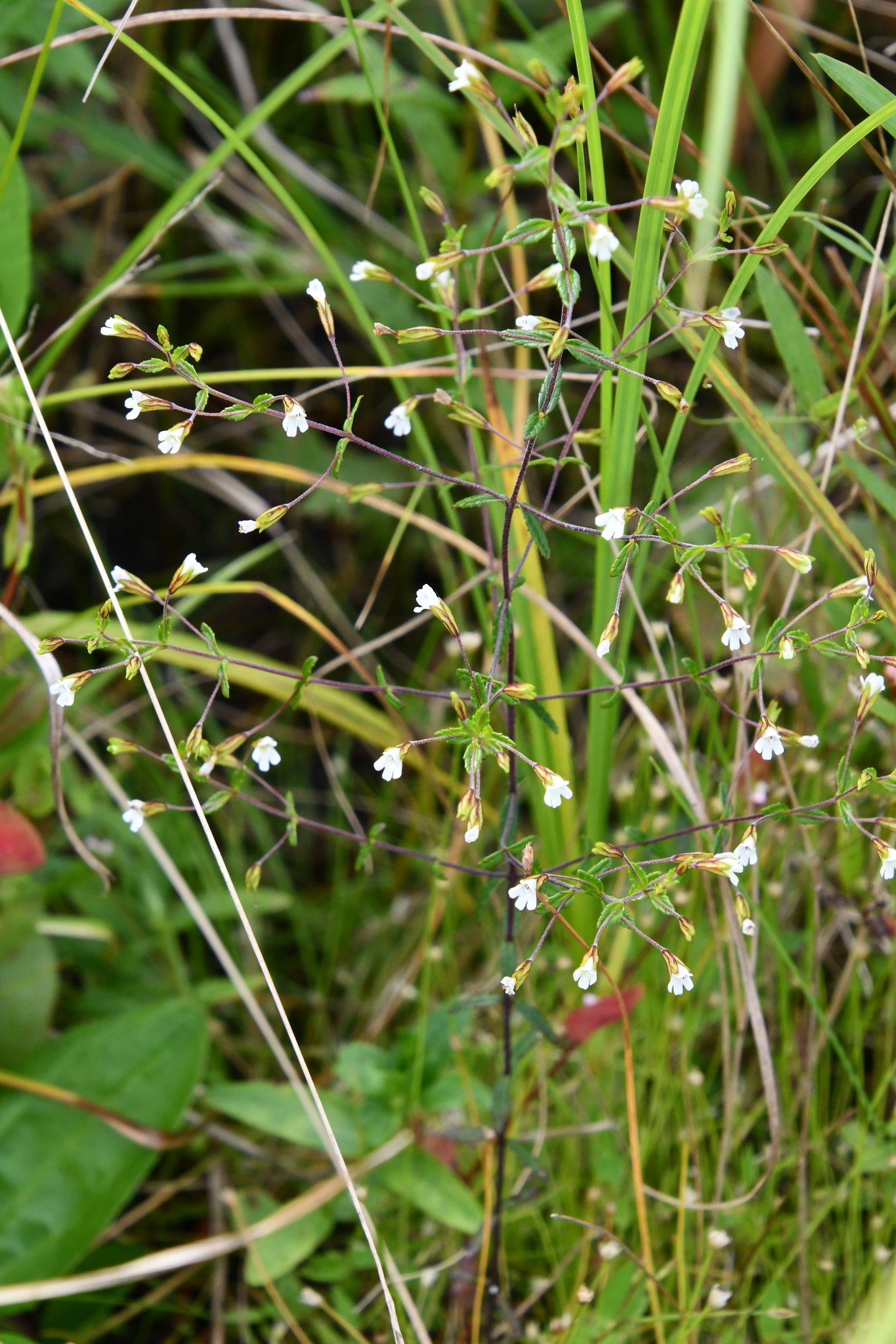 ����������� ��������������