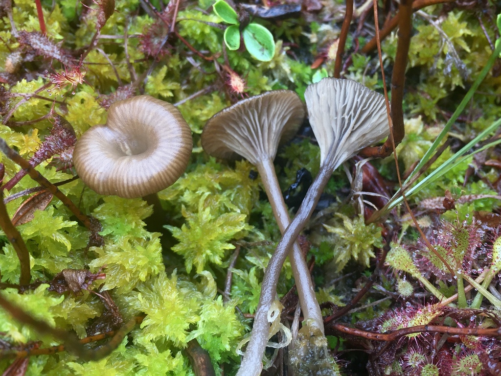 Arrhenia philonotis�