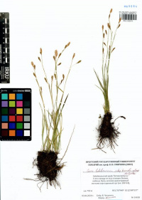 ����� ��������