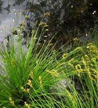 ����� ����������