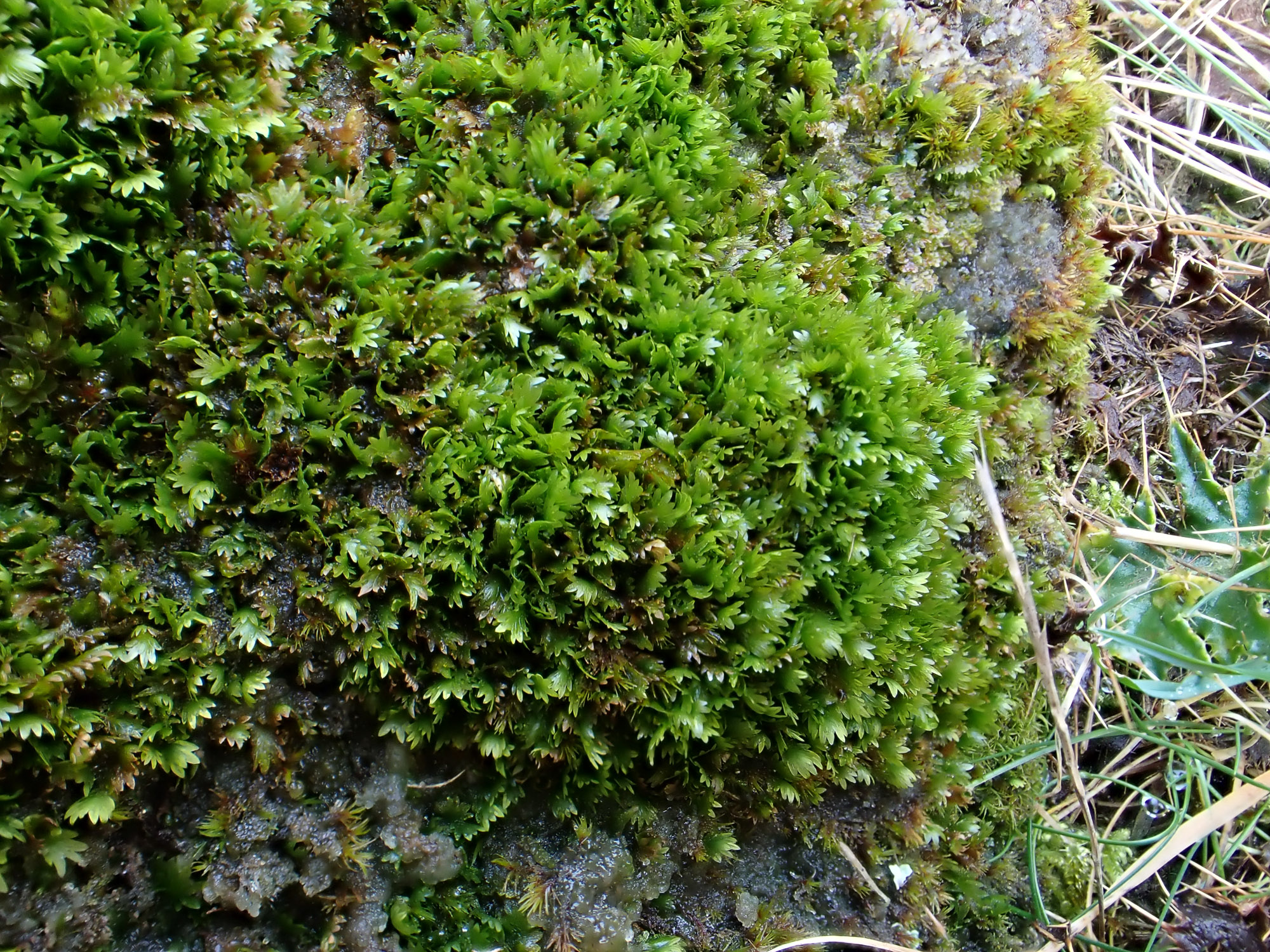 ��������� ����������