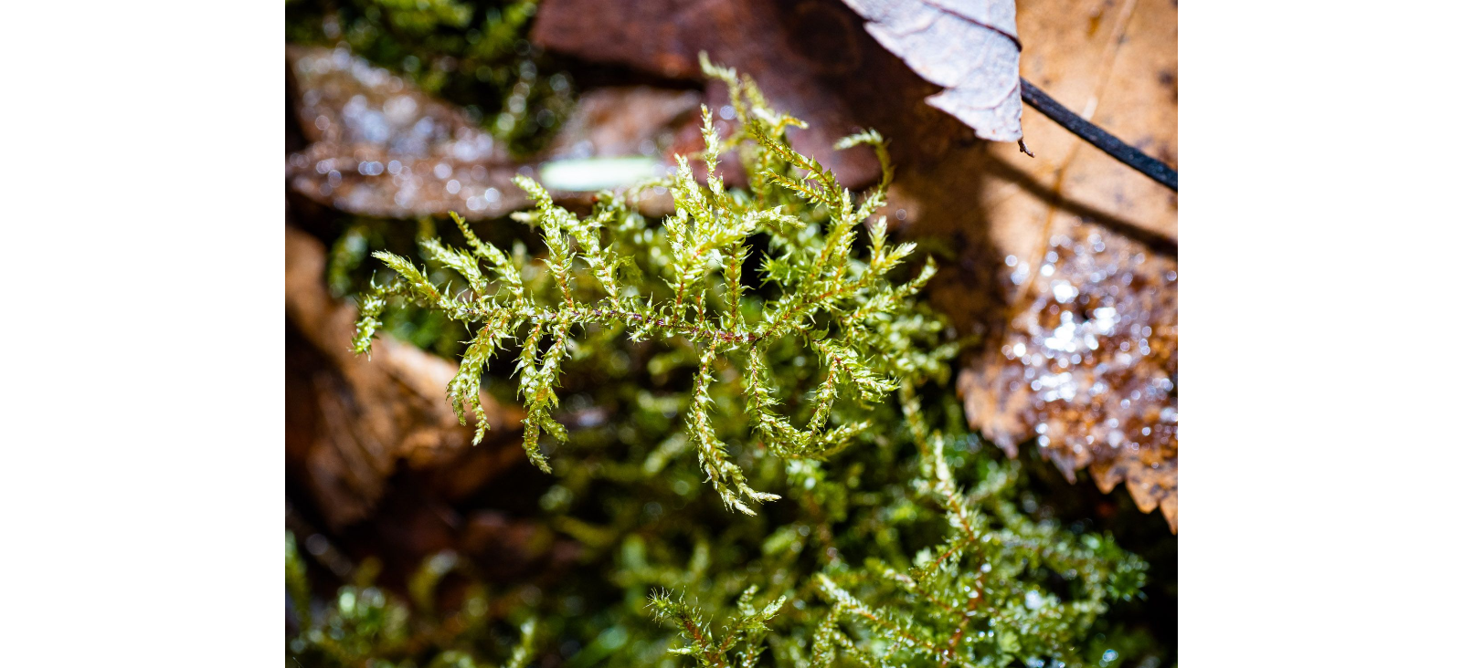 �������������� �������������