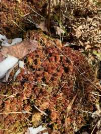 ������� �������������