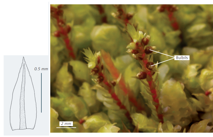 ����� ���������