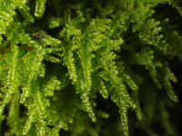 ��������� ����������������