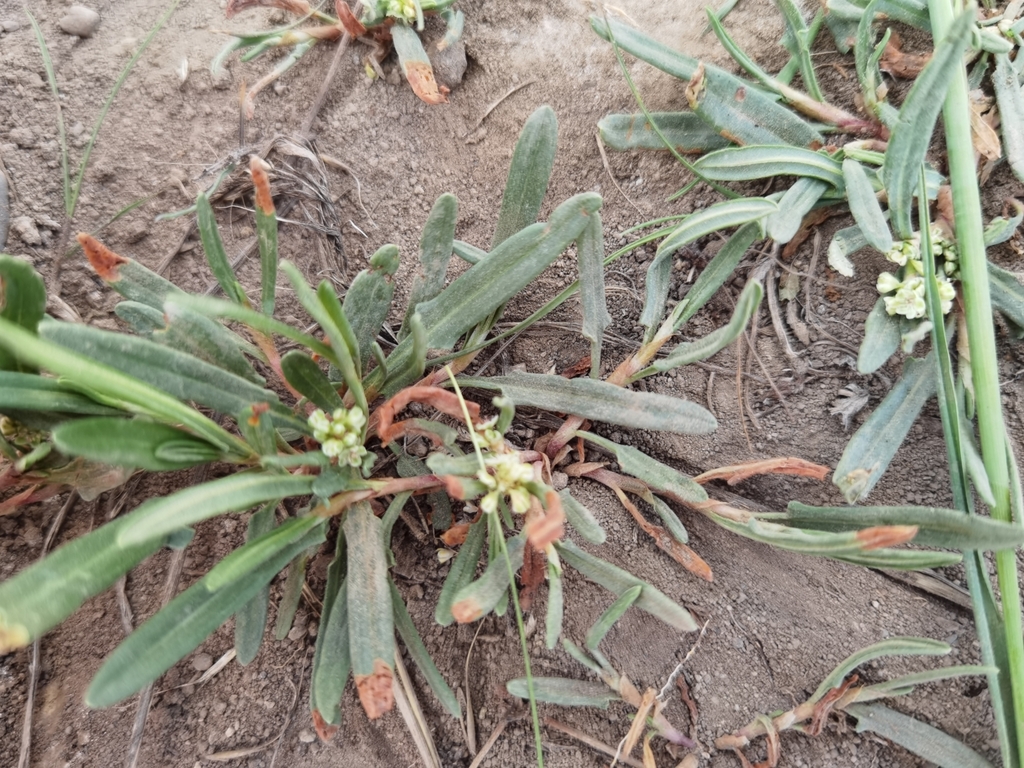 ���������� ���������