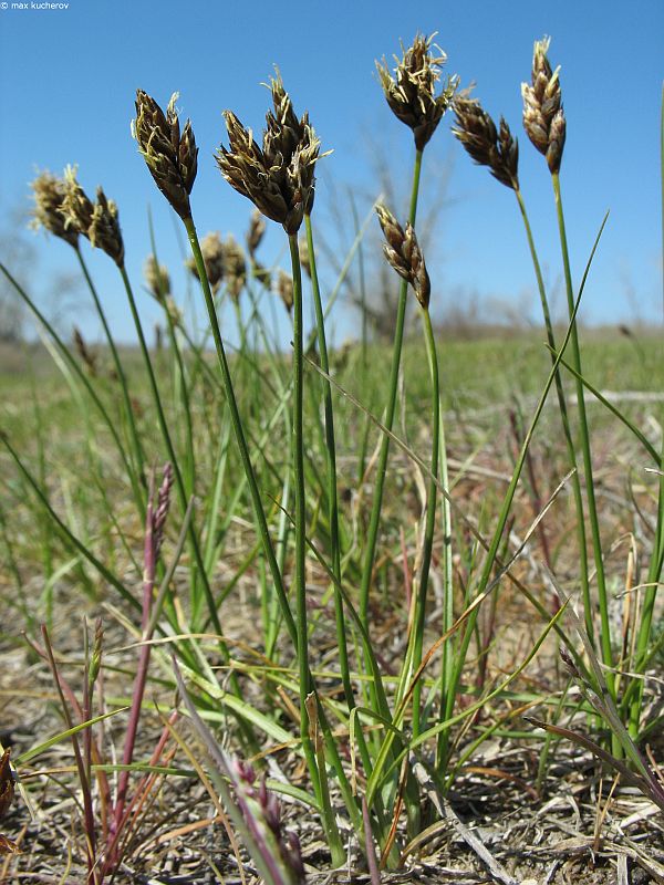 ����� ������