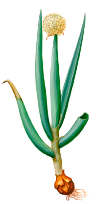 ��� ���������