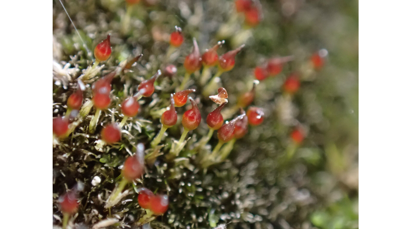 ��������� ����