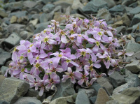 ��������� �������������