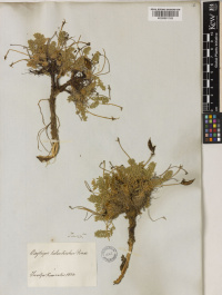 ������������� ������������