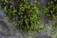 ��������� ������