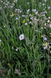 �������� �������