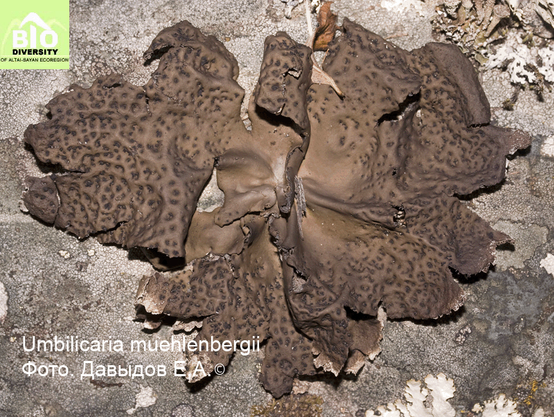 ����������� ����������, �������� ����������