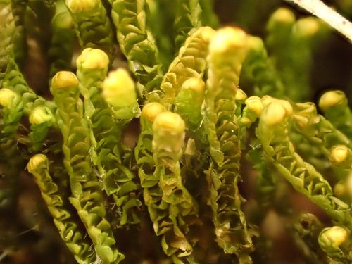 ���������� ��������