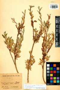 ��� �������