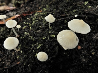 ������ ���������-�����