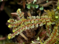 ������� �����