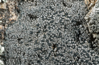 ���������� ������������