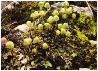 ������ ���������