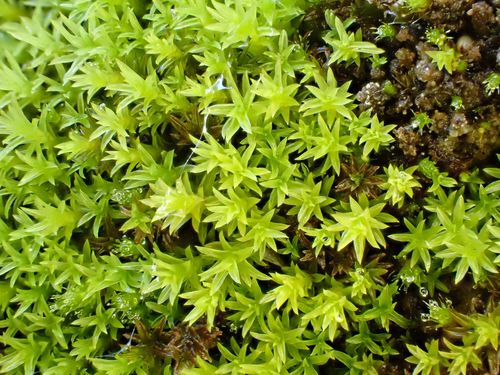 ������������� ��������