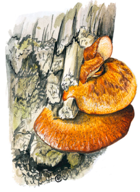 �������� ����������