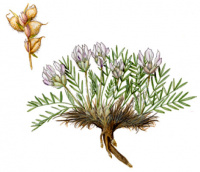 ������������� ��������