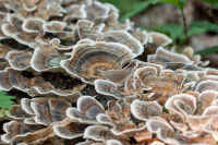 �������� ������������