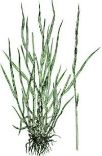 �������� ��������