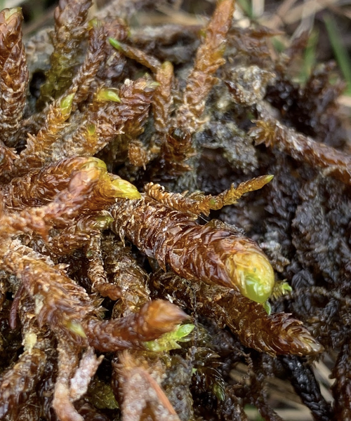 ���������� ���������������