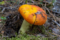 �������� ������, ���������� ������