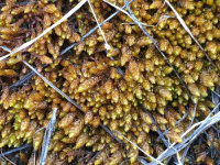 ���������������� �������