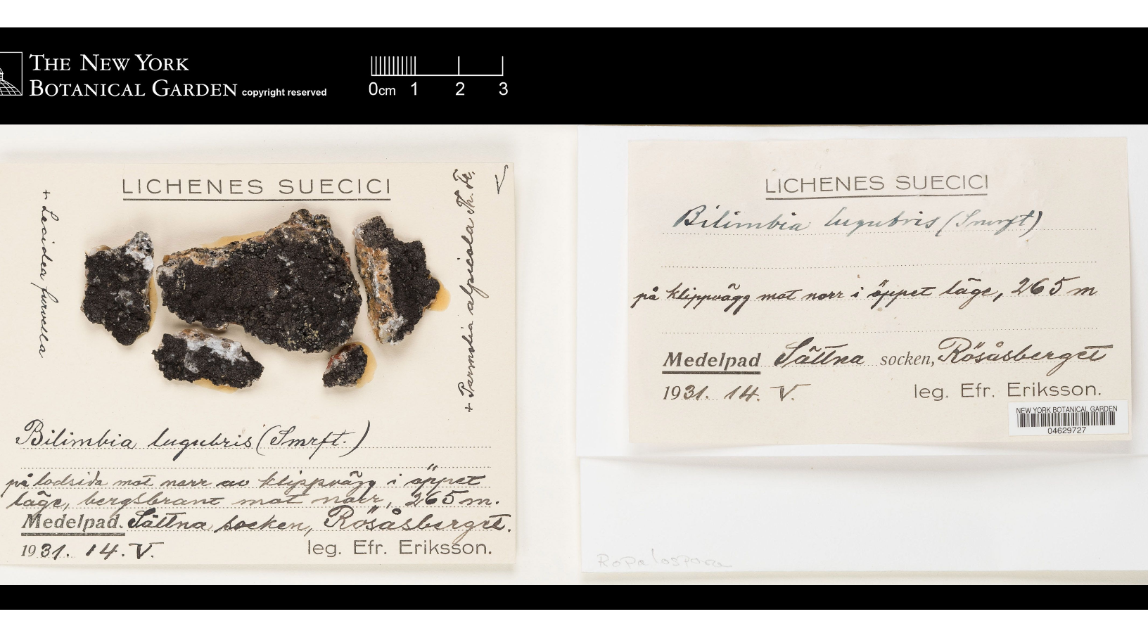 ����������� �������