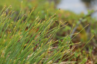 ������� ���������