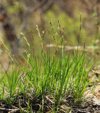 ����� �����������